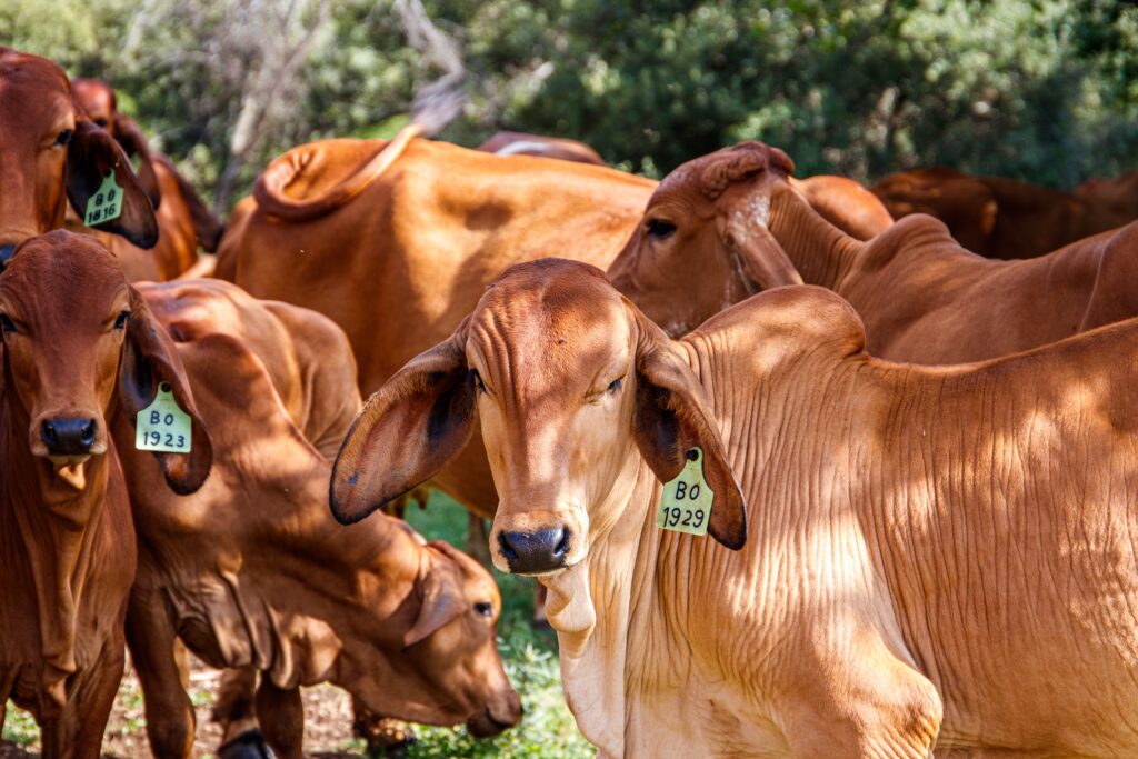cows in a green field on a sunny day