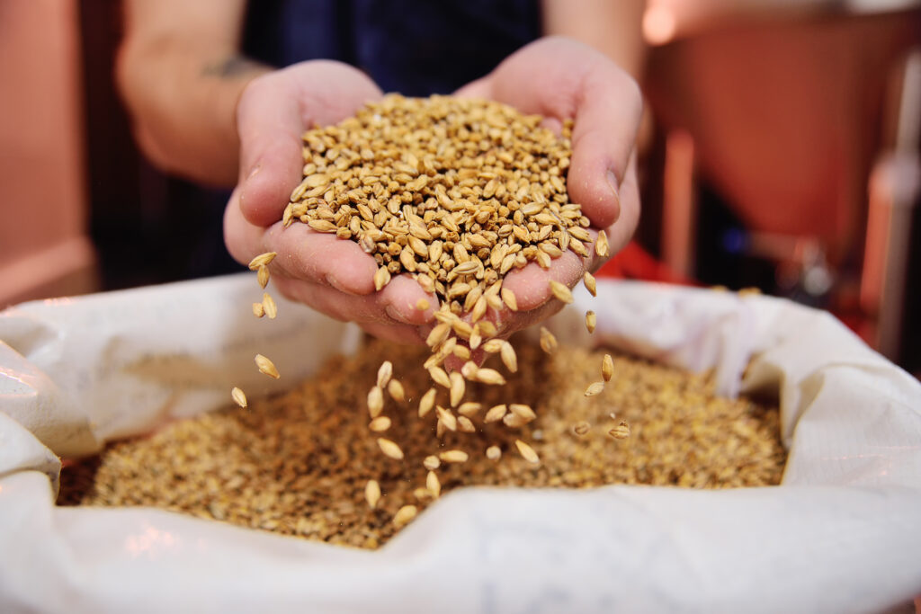 hands of the brewer holding beer malt on the background of the brewery.
